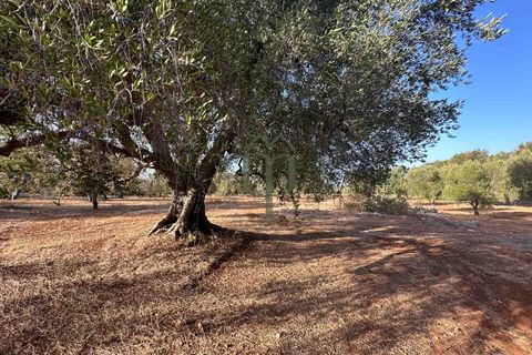 Helårsgrund i Carovigno, Brindisi, Carovigno - € 50.000 | Ref: Sierri VistaMar - foto 5